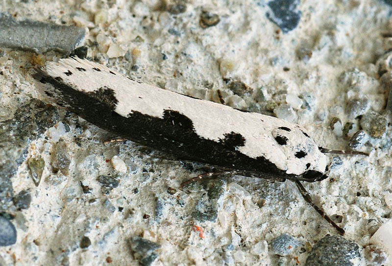 6 Elachistidae - Ethmia bipunctella